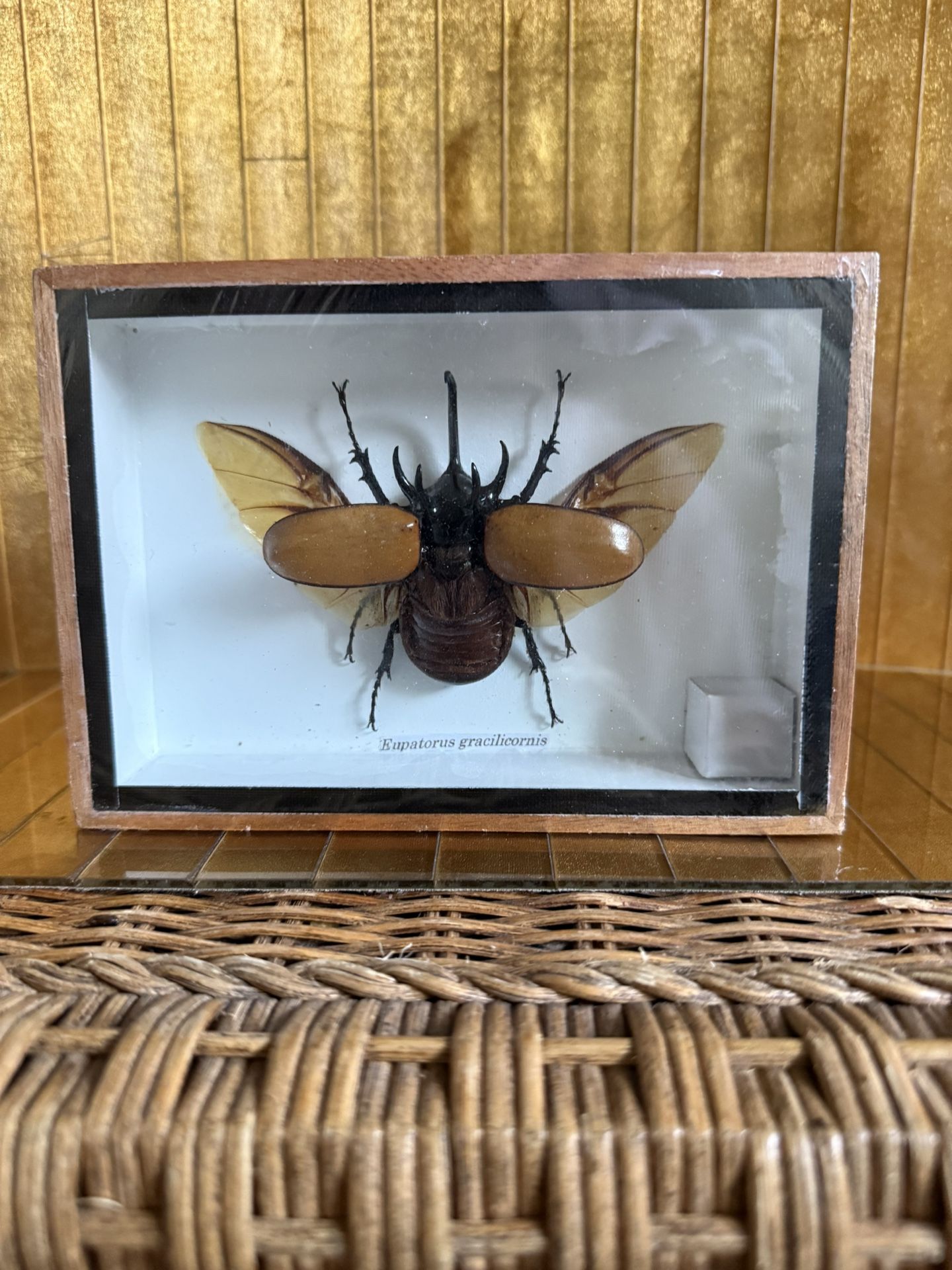 Taxidermied Beetle, 3-D Framed Bug Insect Art