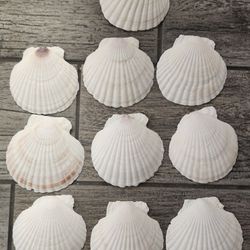 10 Shells Craft