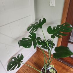 Monstera Deliciosa Plant
