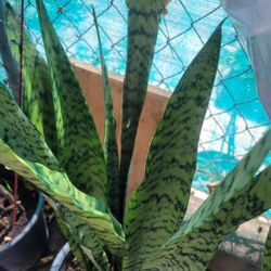 Green Snake Plants 