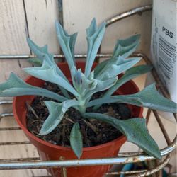 Beautiful Mini Planta