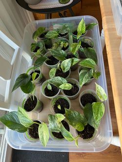 Plants $5 each
