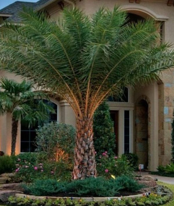 Sylvester Palm Trees 70 per ft of trunk height for Sale in Weeki