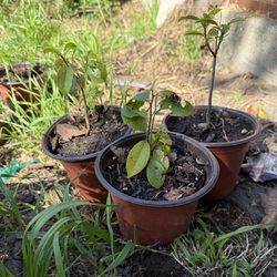 Arboles de guanabana