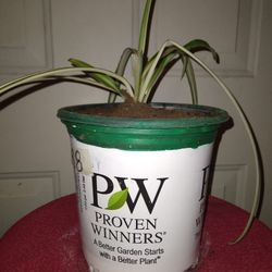 Spider Plants (Variegated)