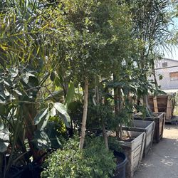 Euginia Cherry Bush Topiary Bonsai