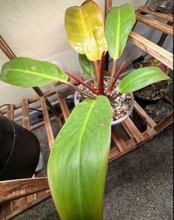 Philodendron ‘Prince of Orange’ 🍊 Active Growth & Healthy Red Roots