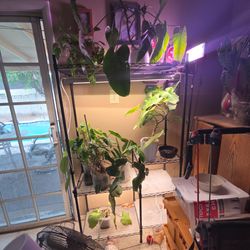 Metal Plant Stand
