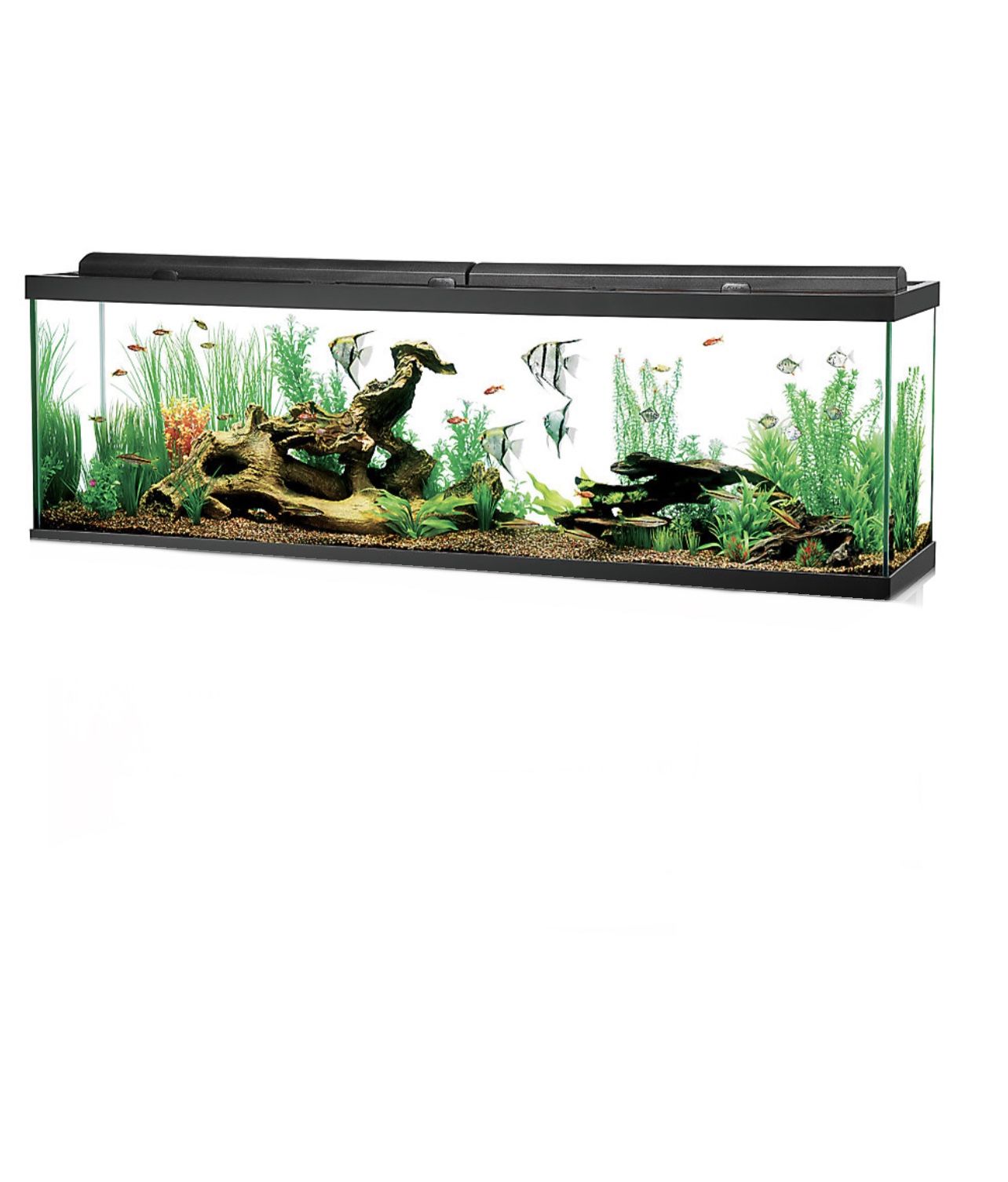 125 Gallon Glass Aquarium