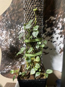 Philodendron Brandtianum