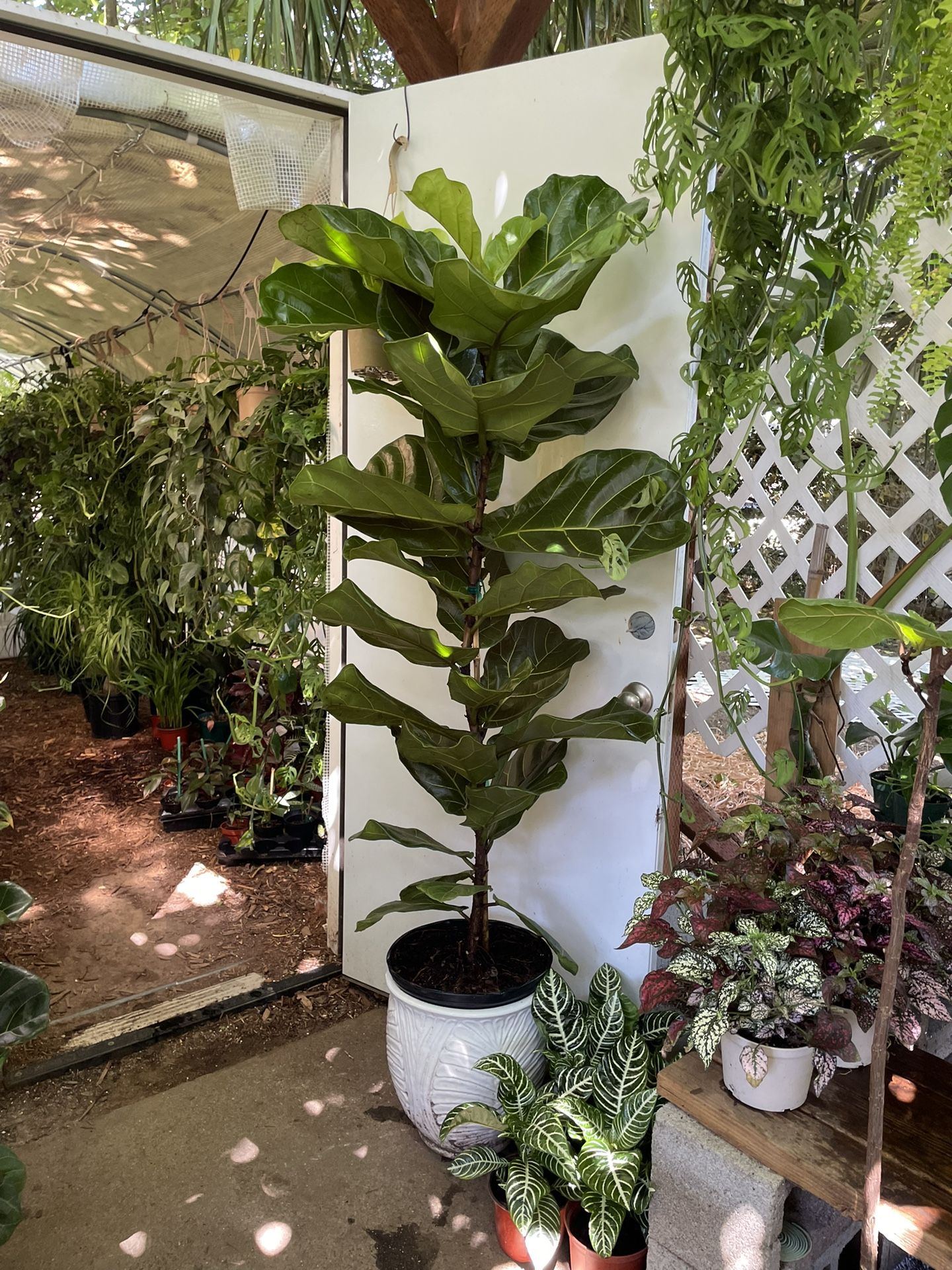 ~Live plant!! ~5.5ft super healthy fiddle leaf, ceramic pot not included; 95820