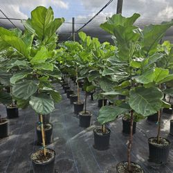 ficus  lyrata Fiddle-leaf  