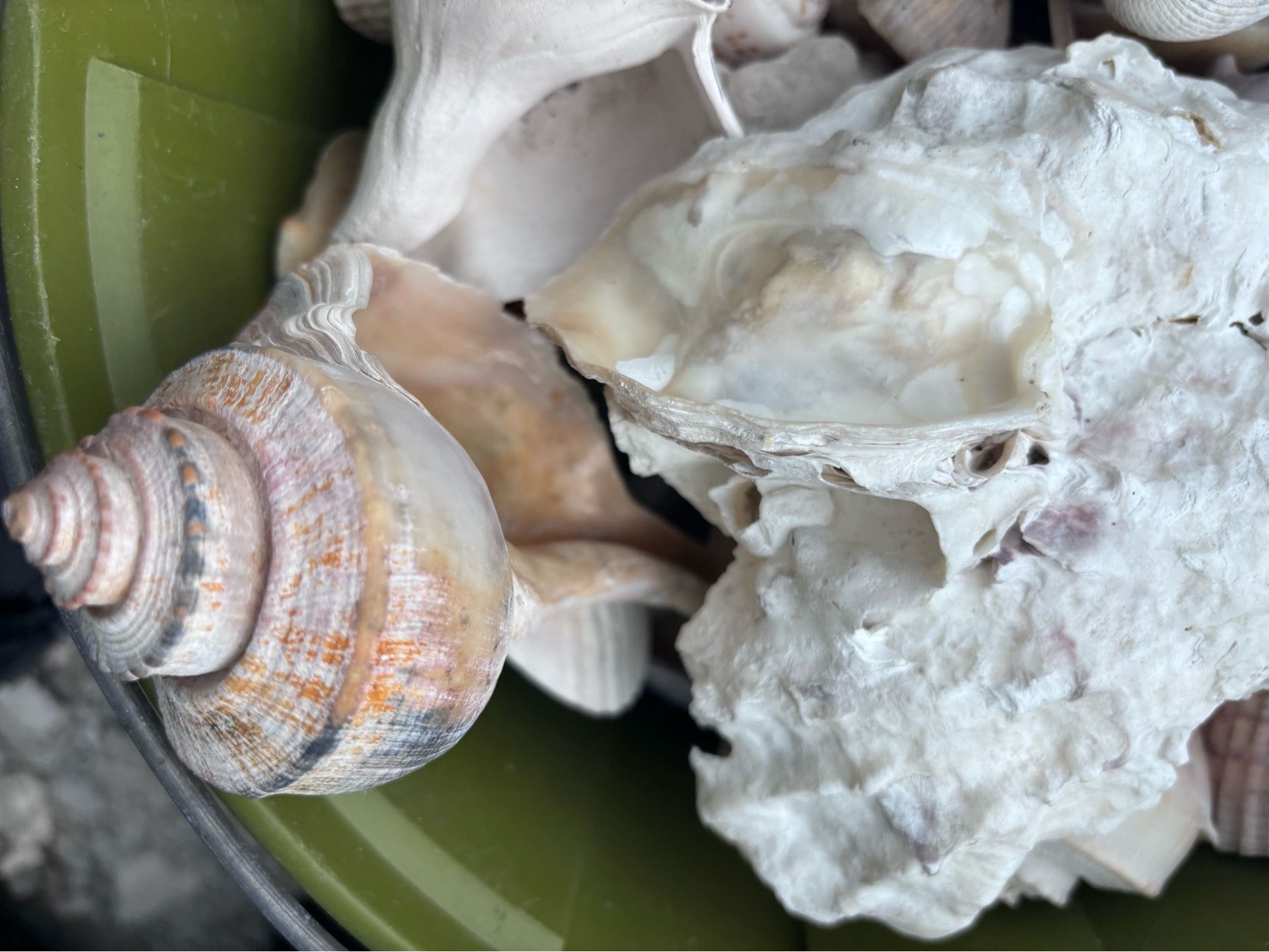 Bucket of Sea Shells !!