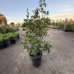 15 Gal🌿  Osmanthus Fragrans 