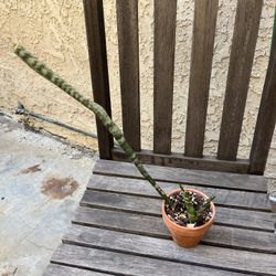 Snake Plant Nice Indoor Plant, Fully Rooted Comes With Terra Cotta Pot