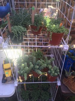 STRINGS Of PEARLS, DOLPHINS, DONKEY TAILS  And OTHER SUCCULENTS 