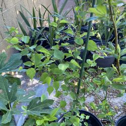 Apricot Tree For Sale 