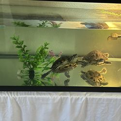 Red eared slider turtles