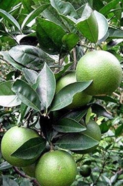 Orange Tree with fruit/;arbolde naranjas