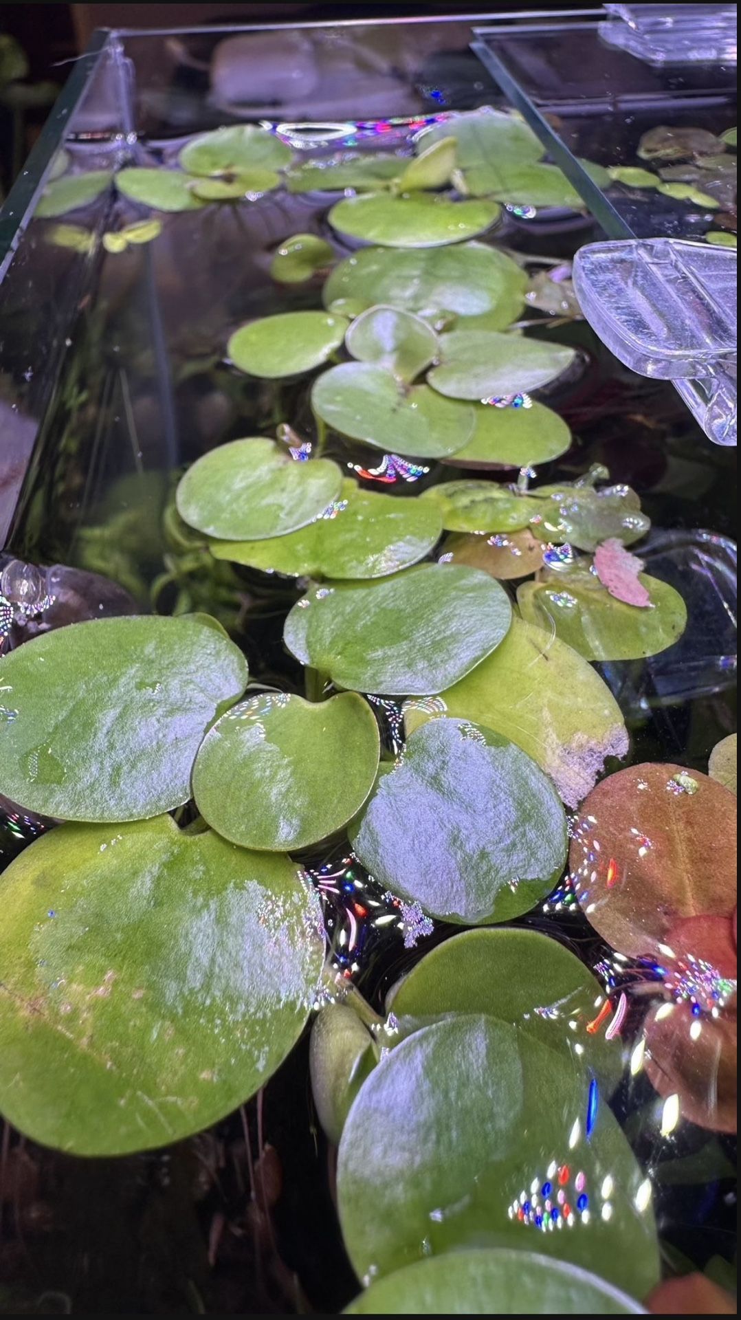Frogbit