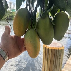 Mangoes Valancia Type 