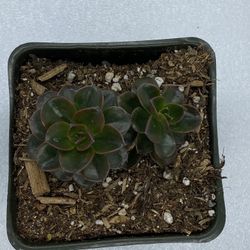 Black Prince Succulent