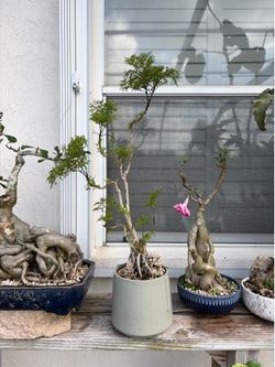 Tropical plant bonsai