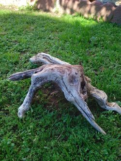 Natural Driftwood For Aquariums Terrariums Decor. 