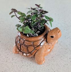 🐢 Hand-Painted Tortoise Planter with Live Turtle Vine 🌿