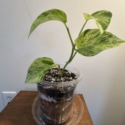 Marble Queen Pothos
