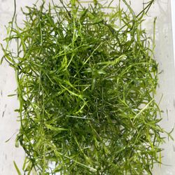 Guppy Grass Live Aquarium Plants