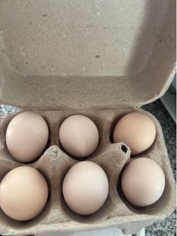 Silkie Hatching Eggs