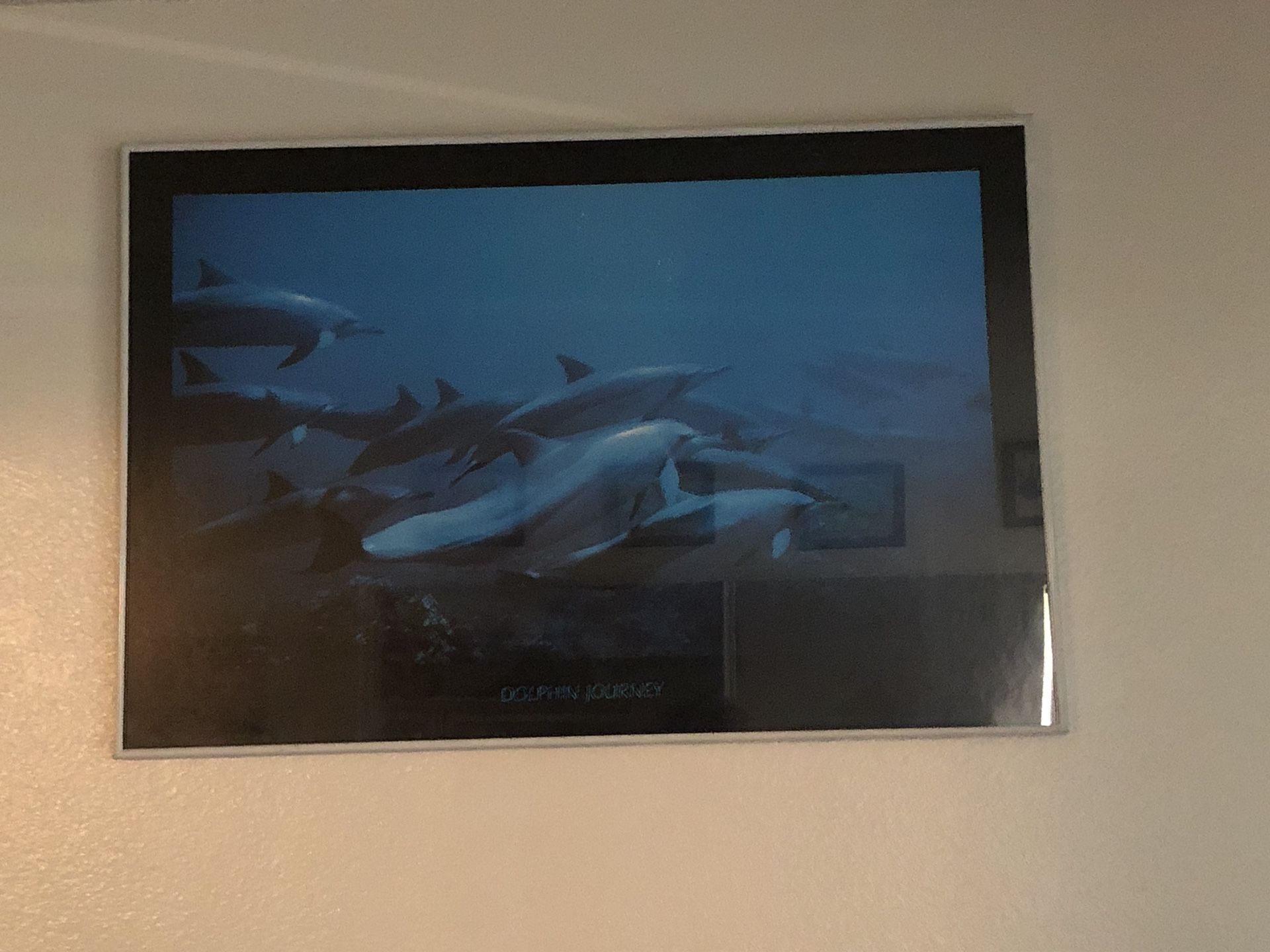 Framed Dolphin print