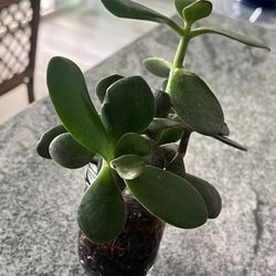 Succulents