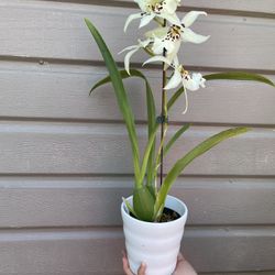 Winter Wonderland White Fairy Orchid In Ceramic Pot 