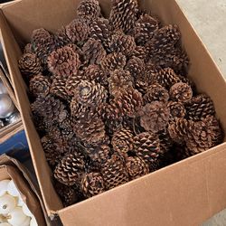 Pinecones