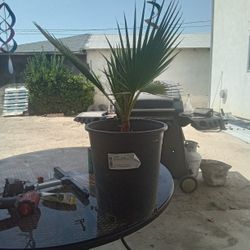 Mexican Fan Palm
