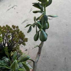 Jade Cuttings Succulent