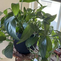 Baltic Blue Pothos - AVAILABLE in Goodyear