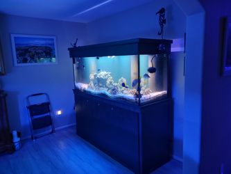 210 gallon reef ready aquarium