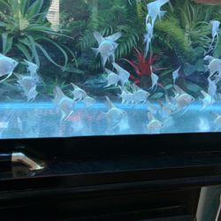Blue Angellfishh