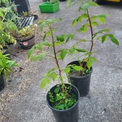 Raspberry and Yellow Pear Tomato Plants