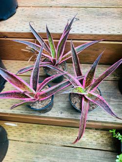 Plants