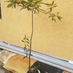 Avocados Aguacates Tree