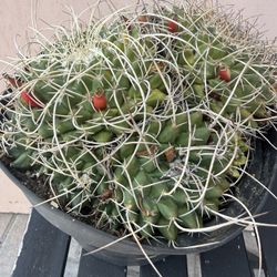 Mammillaria compressa In Plastic Pot 