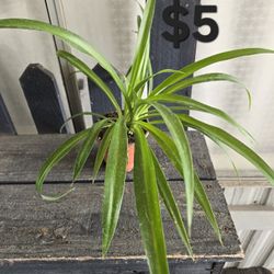 Spider Plant 