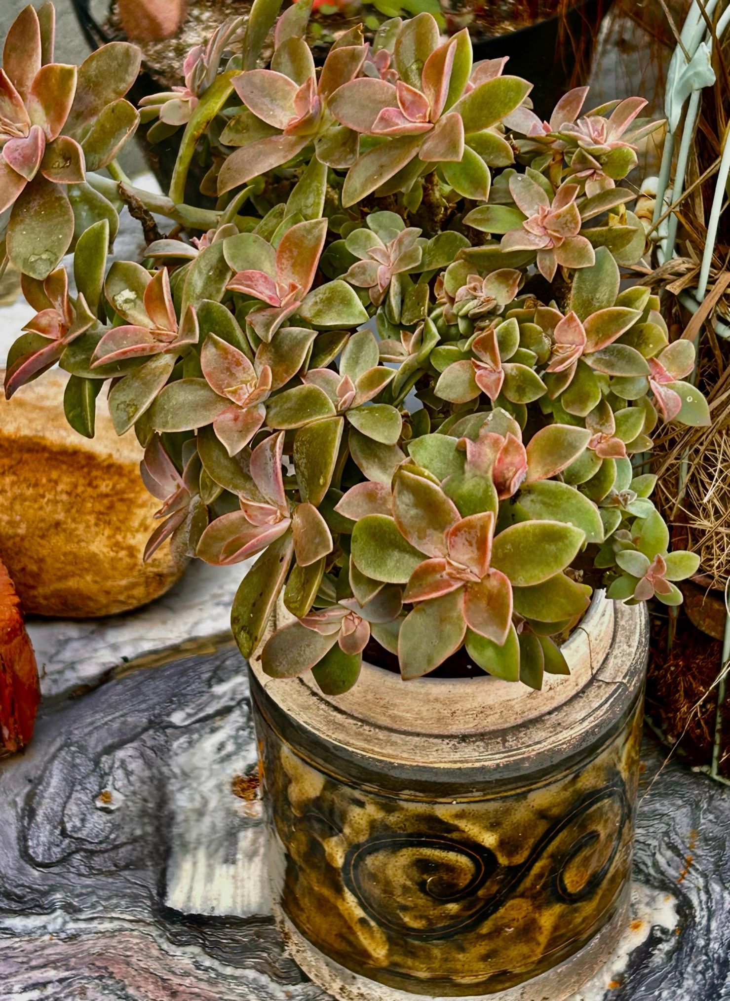Succulents Cactus Euphorbia /some Free Cuttings