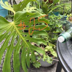 Monstera 