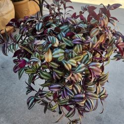 Wandering jew plant 