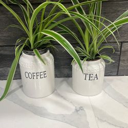 Plantas Naturales